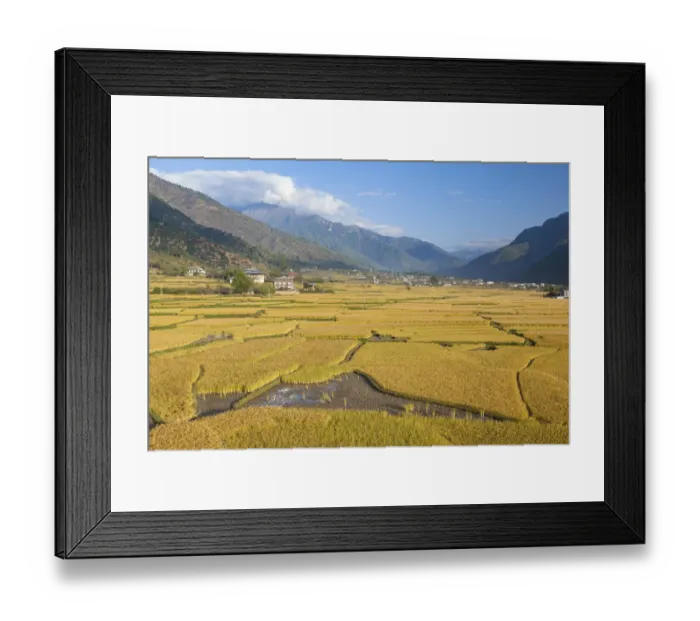 Framed Print : Bhutan, Paro. Fields of red rice are golden as they ripen in this fertile valley