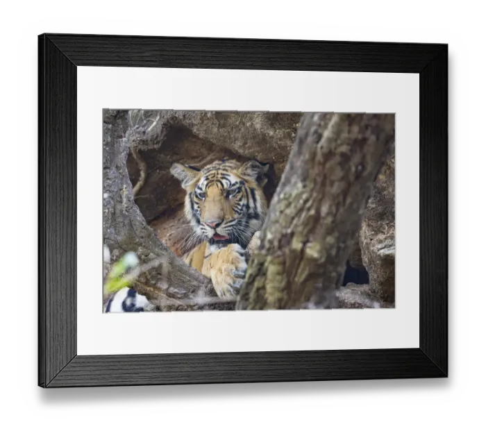 Framed Print : India, Madhya Pradesh, Bandhavgarh National Park Framed Print : India, Madhya Pradesh, Bandhavgarh National Park