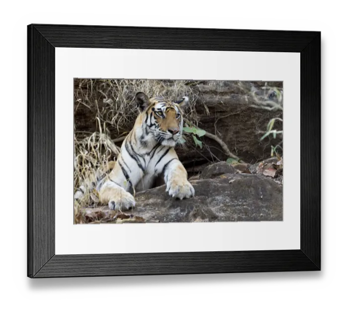 Framed Print : India, Madhya Pradesh, Bandhavgarh National Park Framed Print : India, Madhya Pradesh, Bandhavgarh National Park