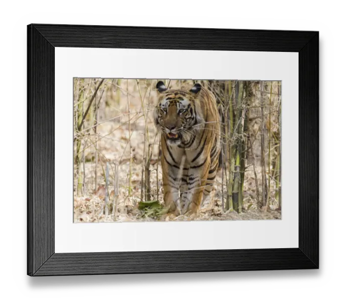 Framed Print : India, Madhya Pradesh, Bandhavgarh National Park. A big male Bengal tiger emerges from the bamboo