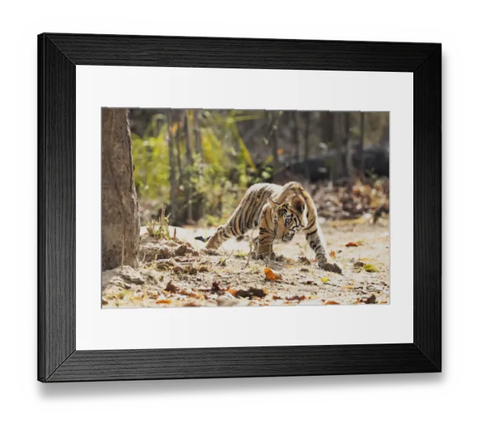 Framed Print : India, Madhya Pradesh, Bandhavgarh National Park Framed Print : India, Madhya Pradesh, Bandhavgarh National Park
