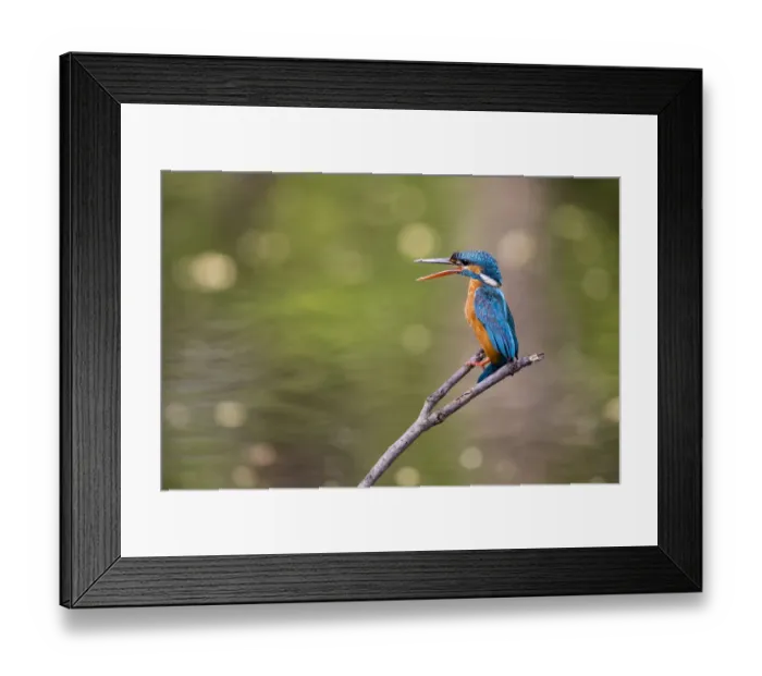Framed Print : India, Madhya Pradesh, Bandhavgarh National Park
