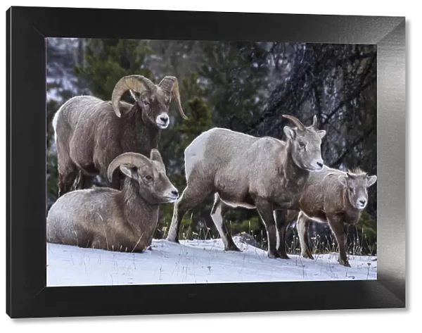 Canada, Alberta, Jasper. Bighorn sheep family