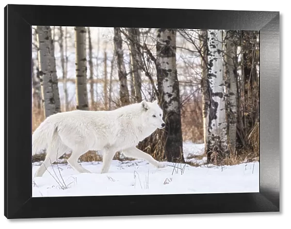 Canada, Alberta, Yamnuska Wolfdog Sanctuary. White wolfdog