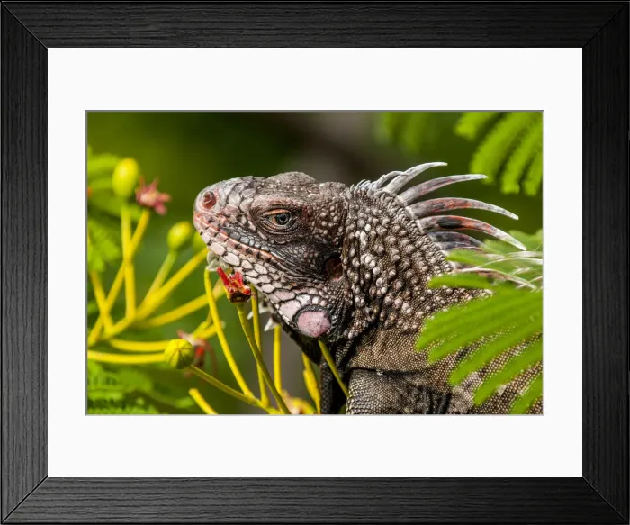 Framed Print : Green iguana (Iguana iguana), St. Thomas, US Virgin Islands