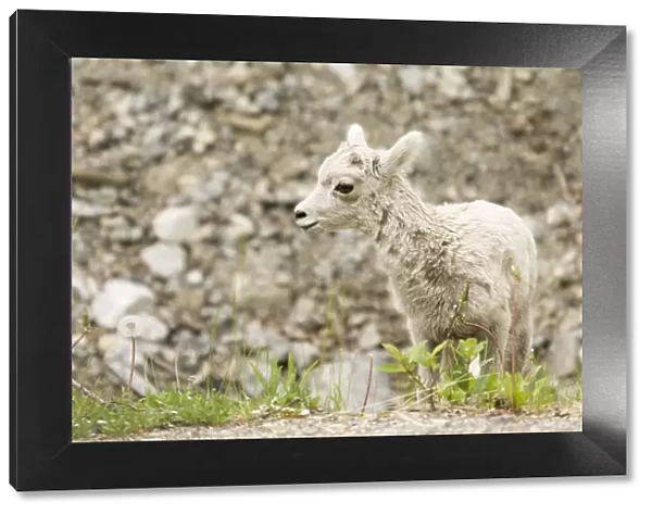 Icefields Parkway, Jasper National Park, Alberta, Canada. Baby Bighorn sheep