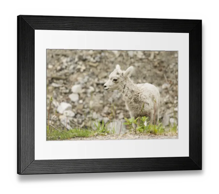 Framed Print : Icefields Parkway, Jasper National Park, Alberta, Canada. Baby Bighorn sheep