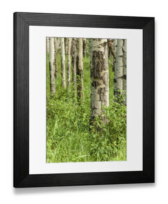 Framed Print : Jasper, Alberta, Canada. Grove of water birch or red birch trees (Betula occidentalis) Framed Print : Jasper, Alberta, Canada. Grove of water birch or red birch trees (Betula occidentalis)