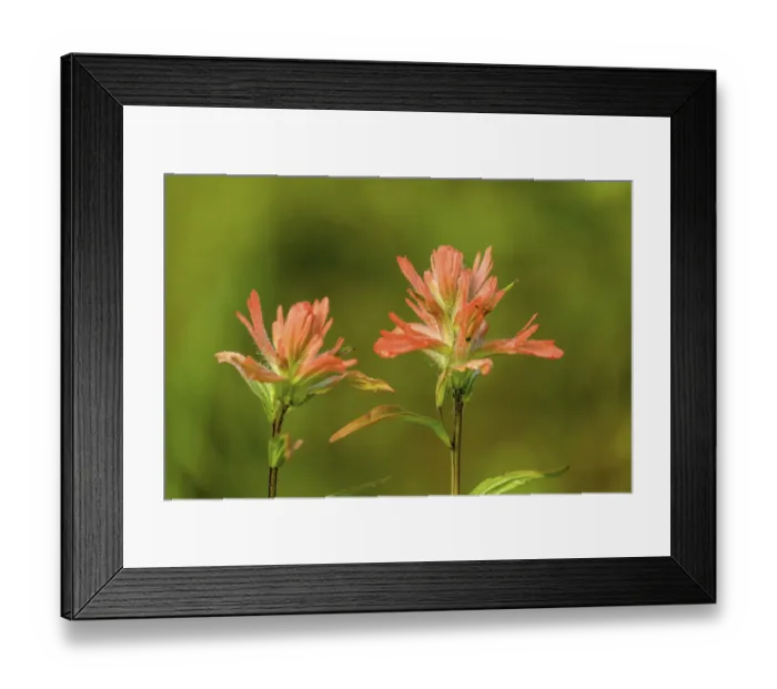 Framed Print : Jasper National Park, Alberta, Canada. Red Indian Paintbrush (Castilleja miniata) Framed Print : Jasper National Park, Alberta, Canada. Red Indian Paintbrush (Castilleja miniata)