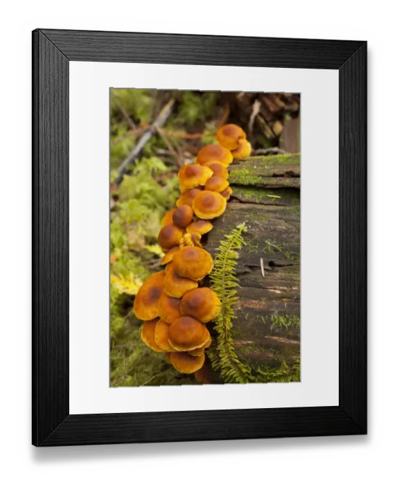 Framed Print : Orange mushrooms growing on a log in a forest, Sechelt, British Columbia, Canada Framed Print : Orange mushrooms growing on a log in a forest, Sechelt, British Columbia, Canada