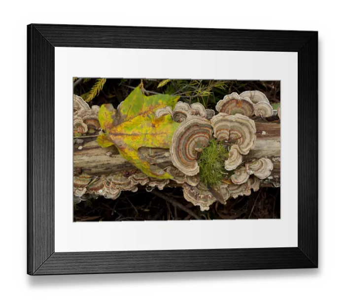 Framed Print : Bracket fungus Trametes versicolor on log in Sechelt, British Columbia Framed Print : Bracket fungus Trametes versicolor on log in Sechelt, British Columbia