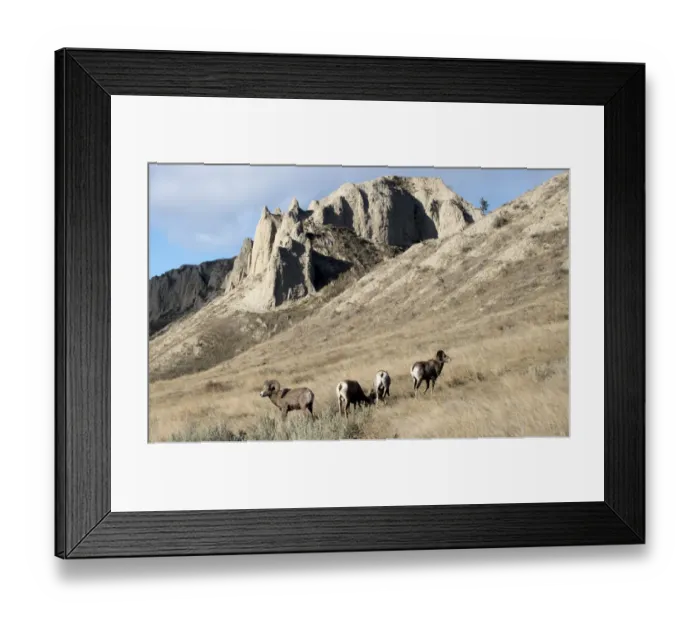 Framed Print : Rocky Mountain bighorn sheep grazing in grasslands. Mature rams