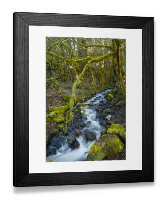Framed Print : Stream in the rainforest near Alice Lake Provincial Park. Squamish, British Columbia, Canada Framed Print : Stream in the rainforest near Alice Lake Provincial Park. Squamish, British Columbia, Canada