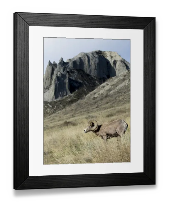 Framed Print : Rocky Mountain bighorn sheep grazing in grasslands. Mature rams Framed Print : Rocky Mountain bighorn sheep grazing in grasslands. Mature rams