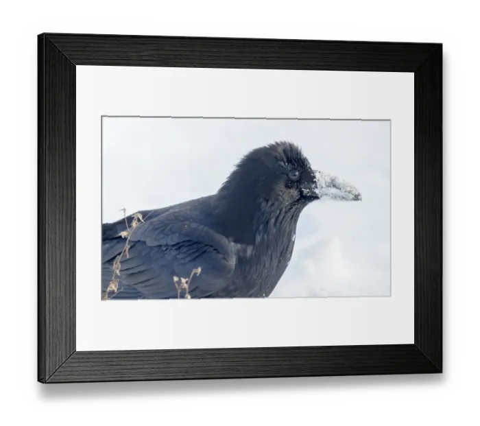 Framed Print : The common raven (northern raven) is a large all-black passerine bird found across Framed Print : The common raven (northern raven) is a large all-black passerine bird found across