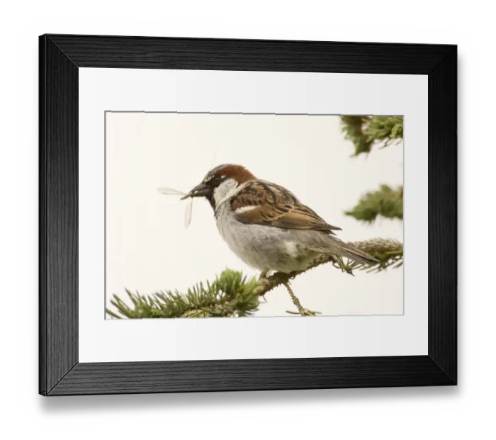 Framed Print : George Reifel Migratory Bird Sanctuary, British Columbia, Canada Framed Print : George Reifel Migratory Bird Sanctuary, British Columbia, Canada