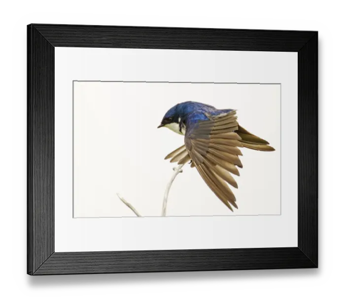 Framed Print : George Reifel Migratory Bird Sanctuary, BC, Canada. Tree swallow stretching wings Framed Print : George Reifel Migratory Bird Sanctuary, BC, Canada. Tree swallow stretching wings