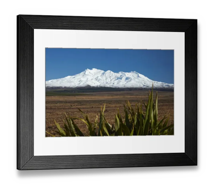 Framed Print : Mt Ruapehu, Rangipo Desert, and flax, Tongariro National Park, Central Plateau, North Island