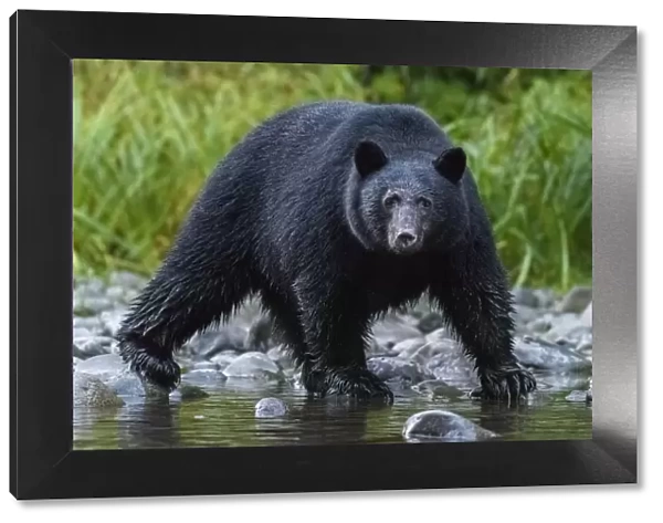 Canada, British Columbia. Black bear searches for fish at rivers edge