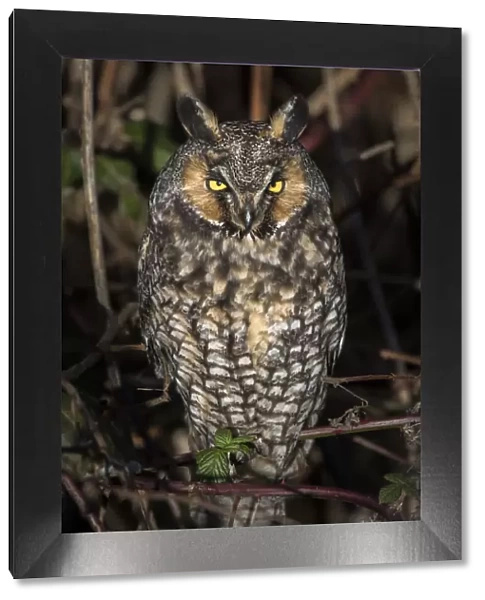 Canada, British Columbia, Boundary Bay. Long-eared owl perched on blackberry bush