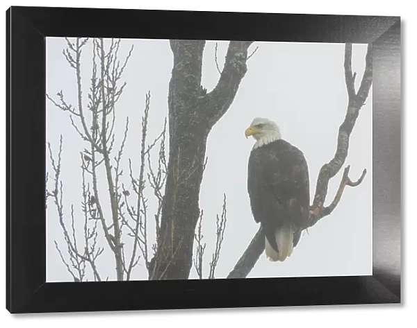 Canada, British Columbia. Bald eagle perched on tree in fog