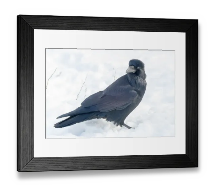 Framed Print : The common raven (northern raven) is a large all-black passerine bird found across Framed Print : The common raven (northern raven) is a large all-black passerine bird found across
