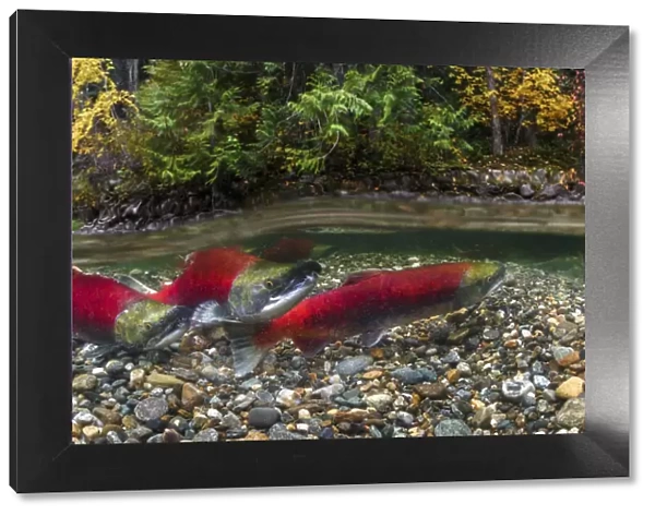 Canada, British Columbia, Adams River. Sockeye salmon split shot