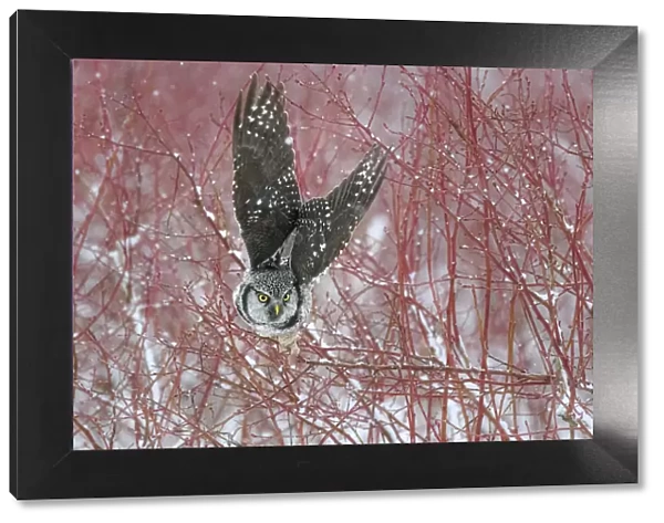 Canada, British Columbia. Northern hawk owl takes off from blueberry bush