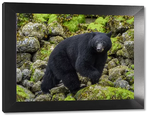 Canada, British Columbia, Clayoquot Sound. Black bear foraging in intertidal zone