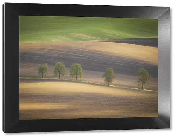 Europe, Czech Republic, Moravia. Row of chestnut trees and rolling hills. Credit as