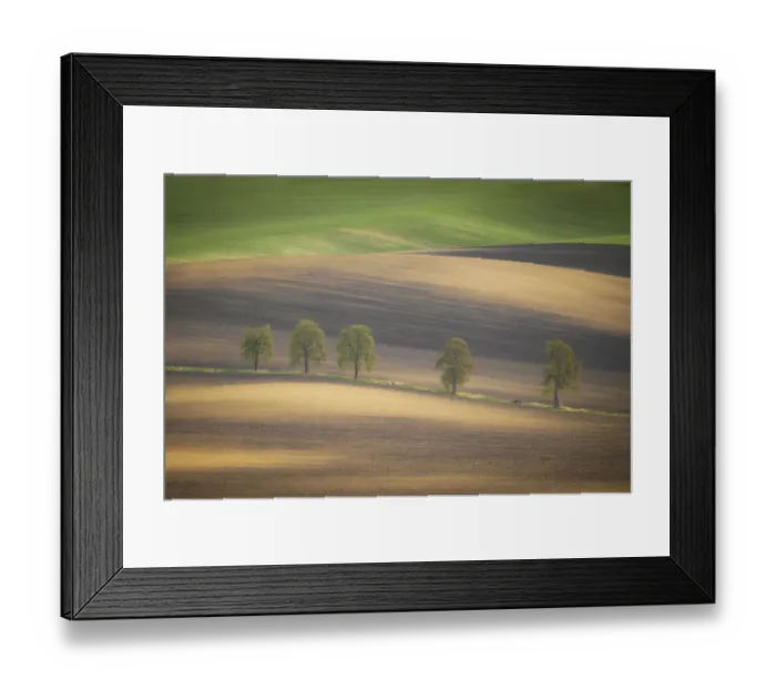 Framed Print : Europe, Czech Republic, Moravia. Row of chestnut trees and rolling hills. Credit as