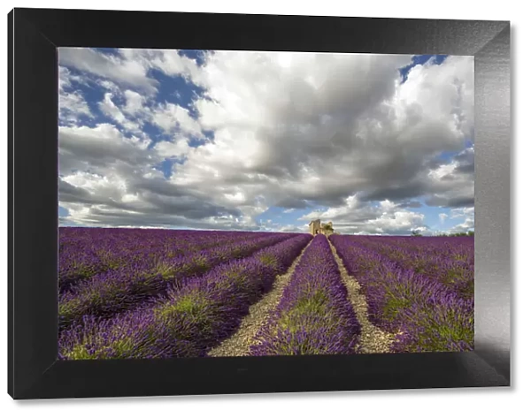 France, Provence, Valensole Plateau. Lavender rows and stone building ruin. Credit as