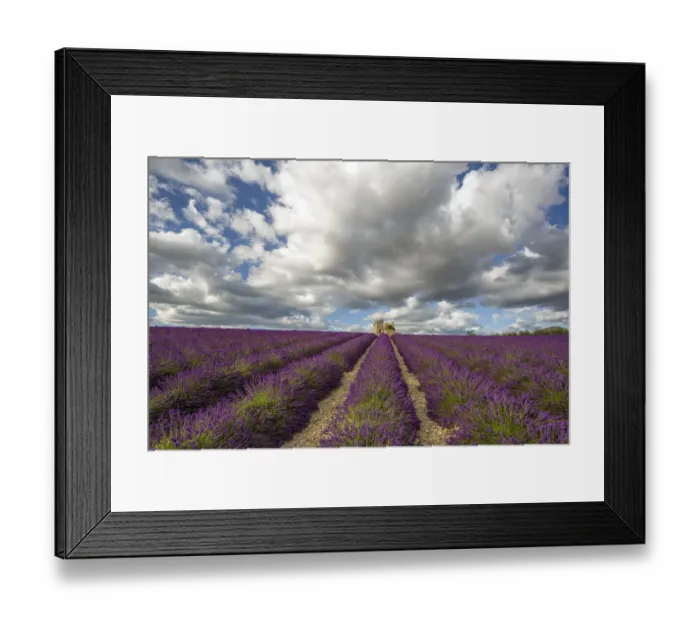 Framed Print : France, Provence, Valensole Plateau. Lavender rows and stone building ruin. Credit as Framed Print : France, Provence, Valensole Plateau. Lavender rows and stone building ruin. Credit as