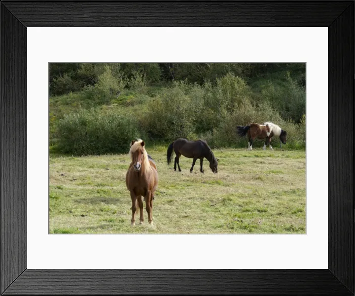 Framed Print : Iceland, Lake Myvatn Area. Icelandic horses with various colorings grazing peacefully