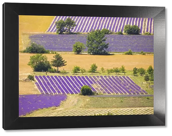France, Provence, Sault Plateau. Overview of lavender crop patterns and wheat fields