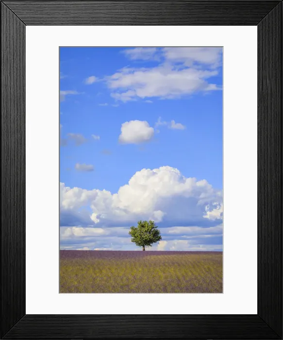Framed Print : France, Provence, Valensole Plateau. Field of lavender and tree