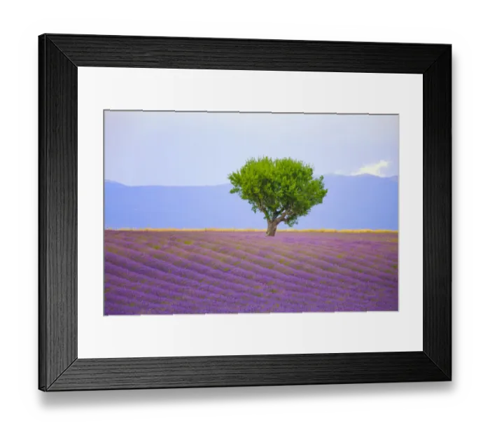 Framed Print : France, Provence, Valensole Plateau. Field of lavender and tree Framed Print : France, Provence, Valensole Plateau. Field of lavender and tree