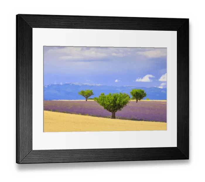 Framed Print : France, Provence, Valensole Plateau. Field of lavender and trees Framed Print : France, Provence, Valensole Plateau. Field of lavender and trees