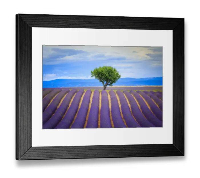 Framed Print : Europe, France, Provence, Valensole Plateau. Field of lavender and tree. Credit as