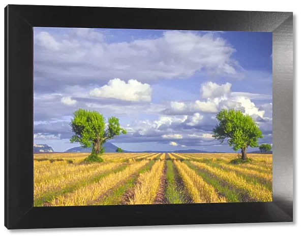 Europe, France, Provence, Valensole Plateau. Young lavender and wheat crops surround trees