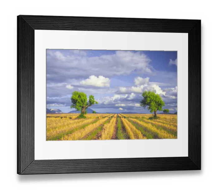 Framed Print : Europe, France, Provence, Valensole Plateau. Young lavender and wheat crops surround trees Framed Print : Europe, France, Provence, Valensole Plateau. Young lavender and wheat crops surround trees