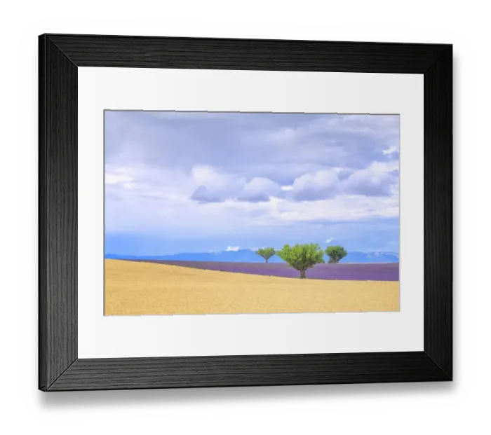 Framed Print : Europe, France, Provence, Valensole Plateau. Lavender and wheat crops and trees. Credit as