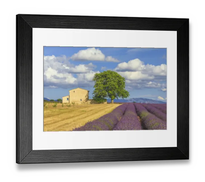 Framed Print : France, Provence, Valensole Plateau. Lavender rows and farmhouse Framed Print : France, Provence, Valensole Plateau. Lavender rows and farmhouse