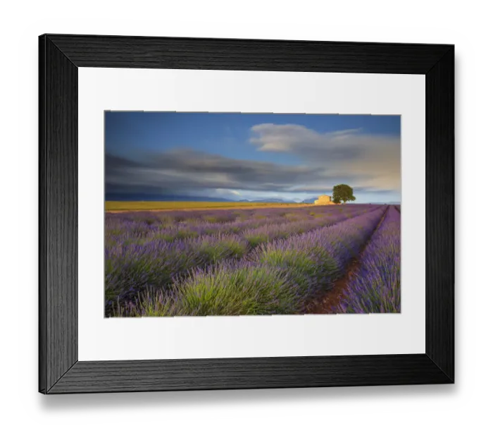 Framed Print : France, Provence, Valensole Plateau. Lavender rows and farmhouse
