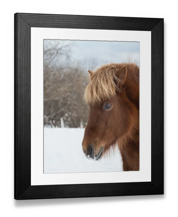 Framed Print : Icelandic Horse in fresh snow. Traditional breed for Iceland and traces its origin Framed Print : Icelandic Horse in fresh snow. Traditional breed for Iceland and traces its origin