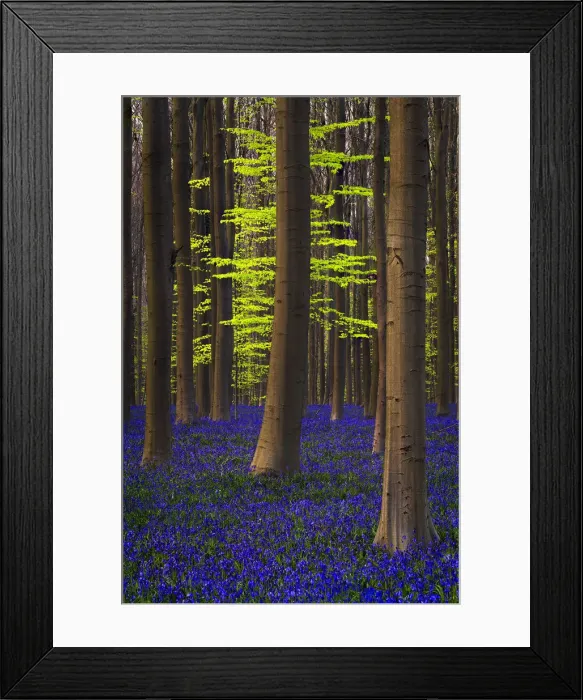 Framed Print : Belgium. Hallerbos Forest with trees and bluebells Framed Print : Belgium. Hallerbos Forest with trees and bluebells