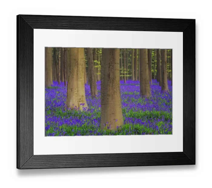 Framed Print : Europe, Belgium. Hallerbos Forest with trees and bluebells Framed Print : Europe, Belgium. Hallerbos Forest with trees and bluebells