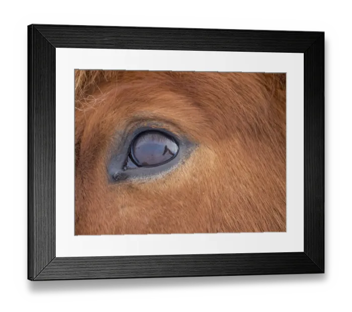 Framed Print : Icelandic Horse in fresh snow. Traditional breed for Iceland and traces its origin Framed Print : Icelandic Horse in fresh snow. Traditional breed for Iceland and traces its origin