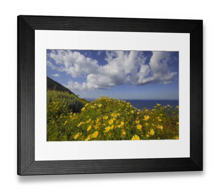 Framed Print : Europe, Greece, Santorini. Wildflowers and ocean landscape