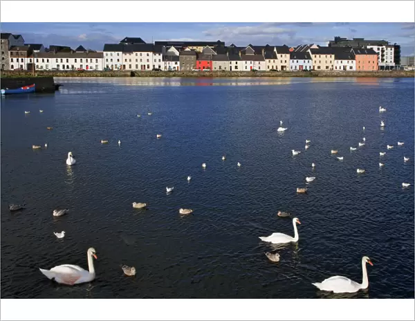 Ireland, Galway. Birds in Galway Bay. Credit as: Dennis Flaherty  /  Jaynes Gallery  /  DanitaDelimont